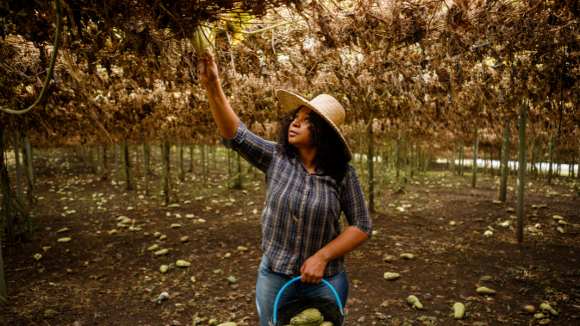 Construindo uma Visão Sustentável do Campo e do Bem‑Viver no Brasil