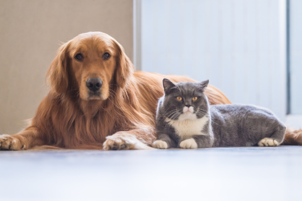 Mutirão de Castração Animal: Estratégia Eficiente para o Controle Populacional e Saúde Pública