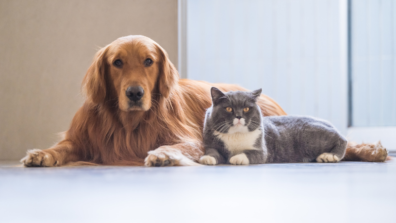 Mutirão de Castração Animal: Estratégia Eficiente para o Controle Populacional e Saúde Pública